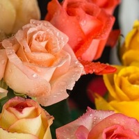 Svetlana Slavyanskaya