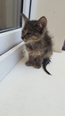 Безкота_добро