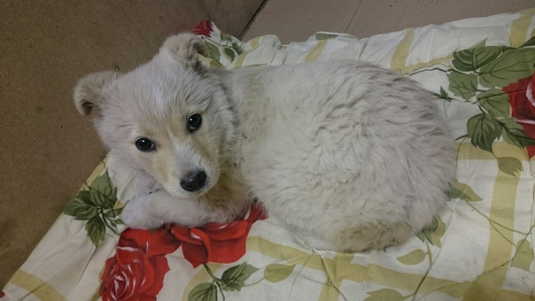 Здравствуйте, замерзает щенок 1,5-2 месяца девочка в районе 