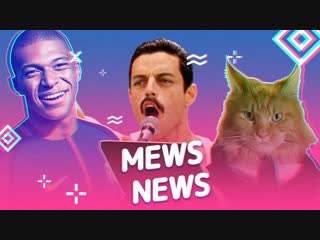 Mews News: Лучшие коты подписчиков
