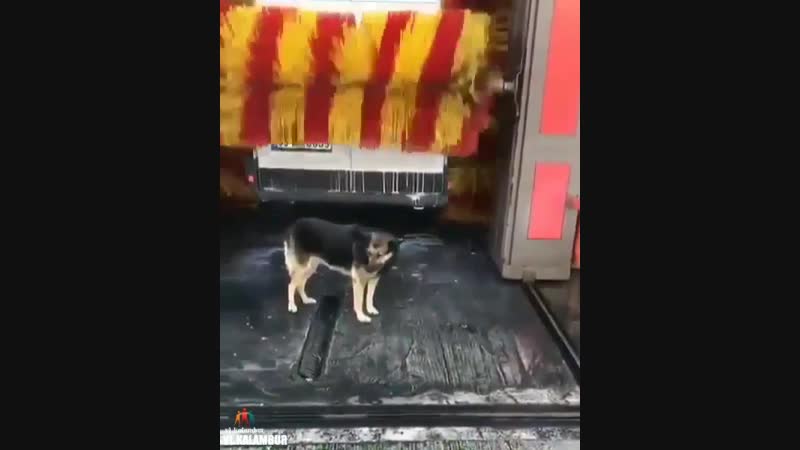 Шарик зачастил на автомойку