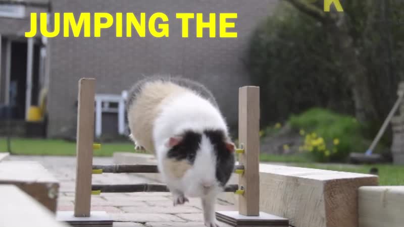 Guinea Pig Olympics - Parry Gripp