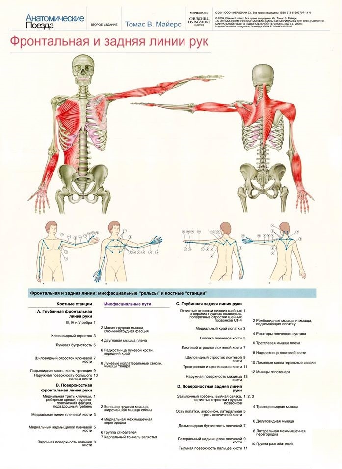 Миофасциальные цепи схема