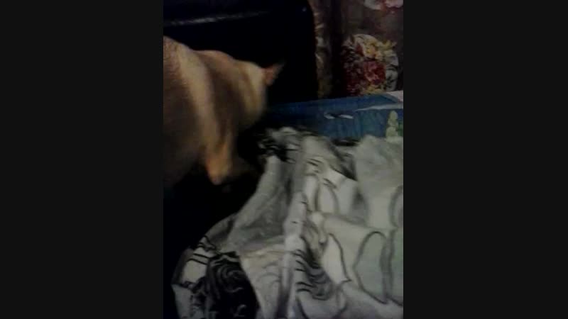 Video-2014-08-26-01-01-59.mp4