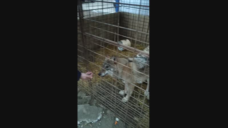 Волчицы ЗитаЗина и ГитаРита