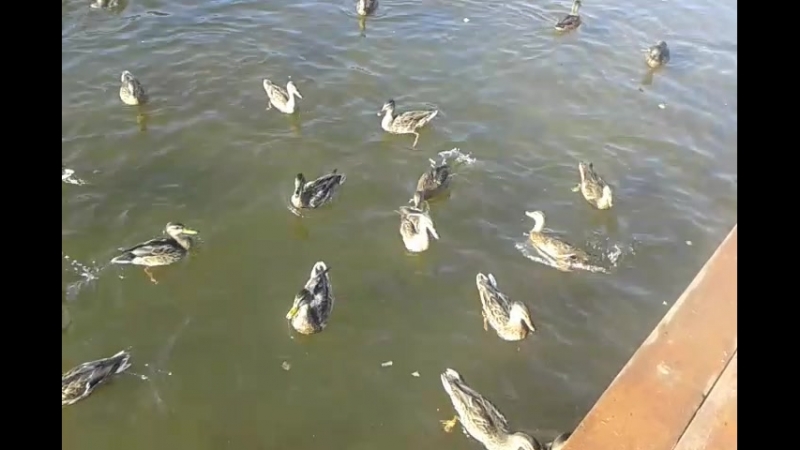 И снова Нижне-Ивкино)