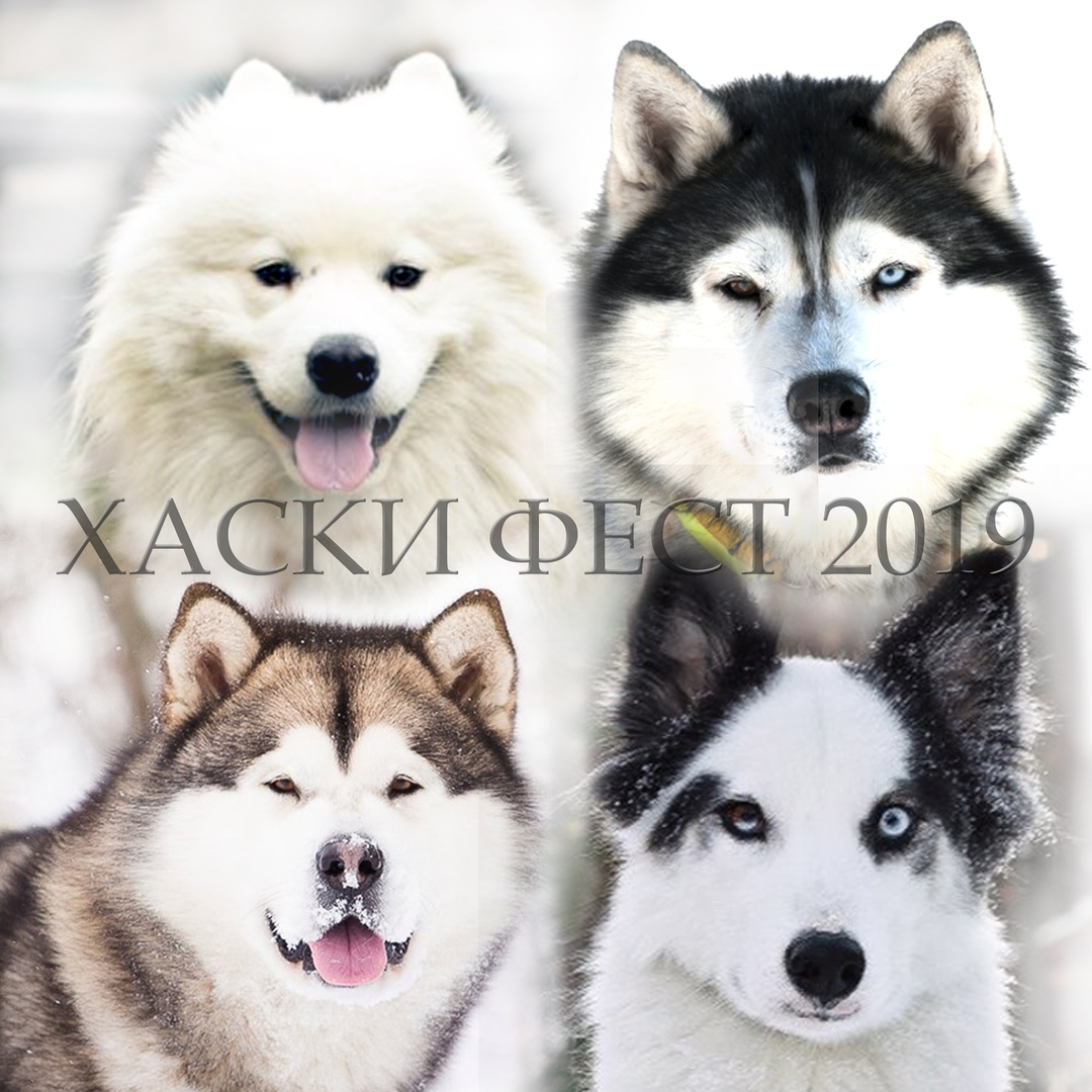 Афиша Новосибирск Хаски Фест-2019
