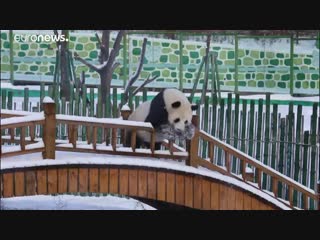 NO COMMENT | Панды резвятся в снегу