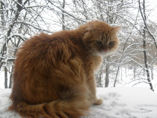 Много ли тут тех, у кого нет питомца
