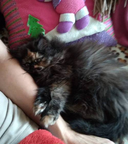 Кошки в нашей жизни. Кошки и все, что с ними связано.