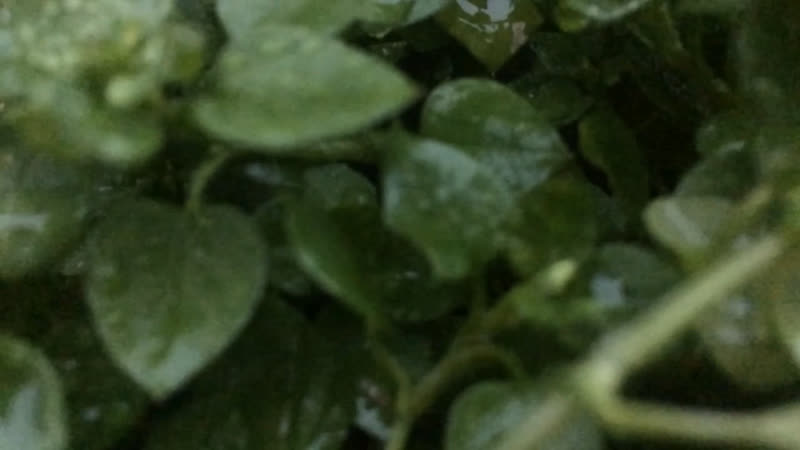 Esthetic 🍃