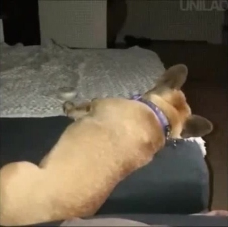 Fly you fools