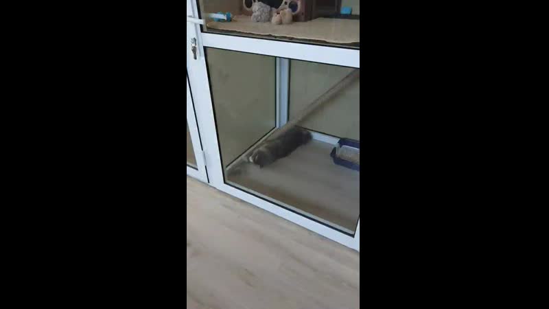 Котик Пим играет мышкой