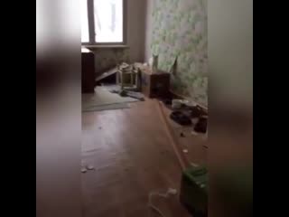 В Питере коты, живущие без хозяев, открыли кран на кухне и затопили три квартиры