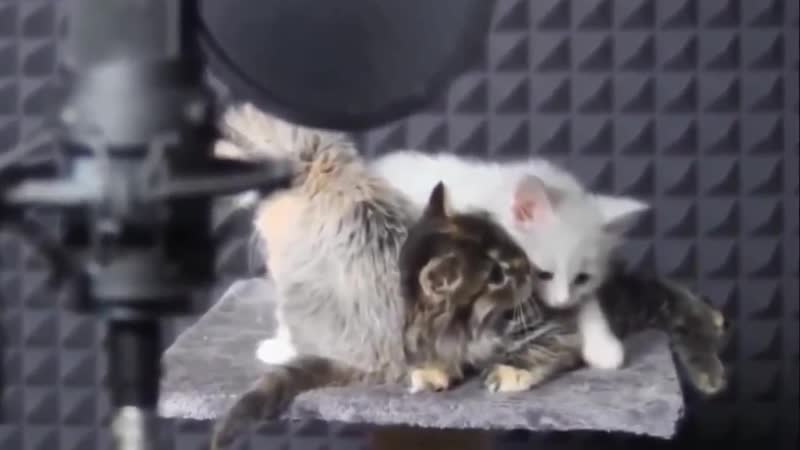 Miau Miau song