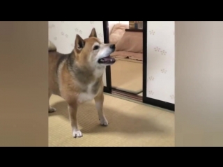 Я чёт не понял, еду гони!
