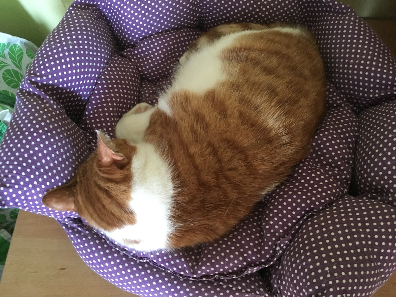 Кошки в нашей жизни. Кошки и все, что с ними связано.