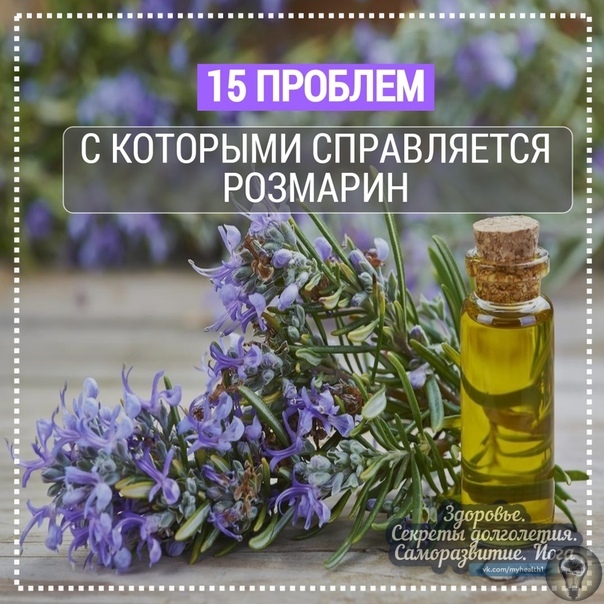 15 проблем, с которыми справляется розмарин В чем поможет эфирное масло розмарина 1. Прекрасно стимулирует клетки мозга, которые ответственны за память. Аромат розмарина был всегда любим
