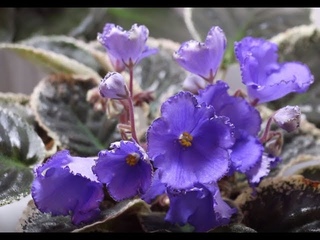 ВЫ КУПИЛИ ФИАЛКУ....
