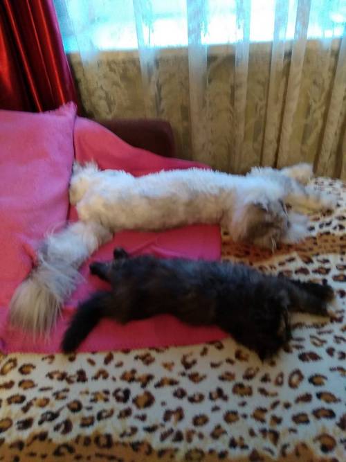 Кошки в нашей жизни. Кошки и все, что с ними связано.