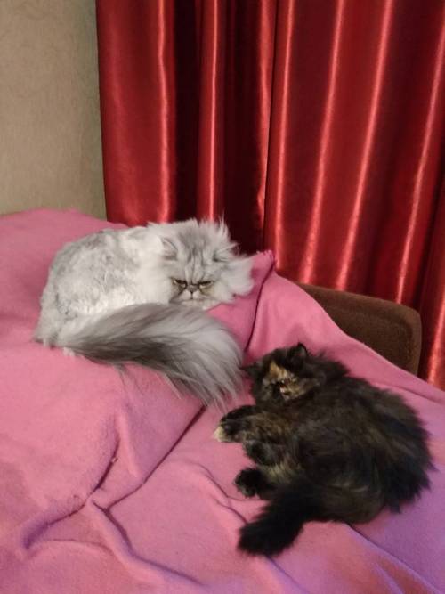 Кошки в нашей жизни. Кошки и все, что с ними связано.