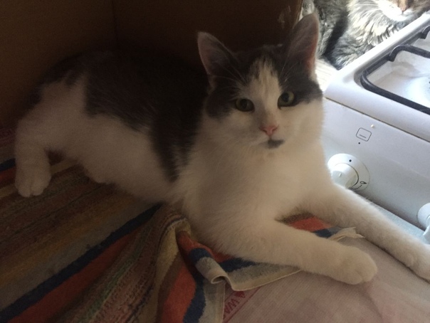 #нужна_финансовая_помощь@vmestepnz_animals #Барни_ID135
НУЖ