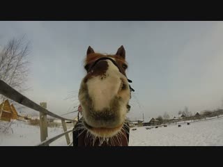 лошадки_12_01_2019