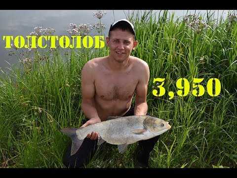 Толстолоб 3,950