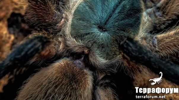 Monocentropus balfouri

