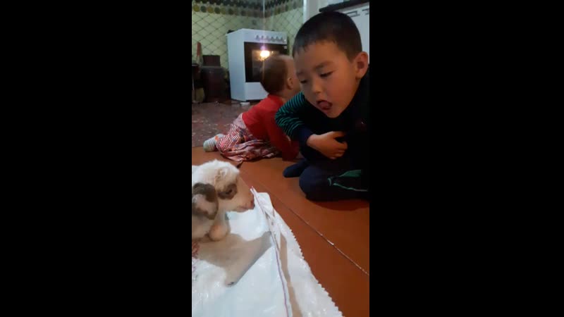 кошаканым кайда екен