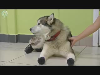 История чудесного спасения уникальной собаки