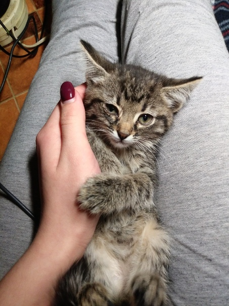 Ребят, прошу о помощи! 
Нужно срочно отдать котят в добрые 