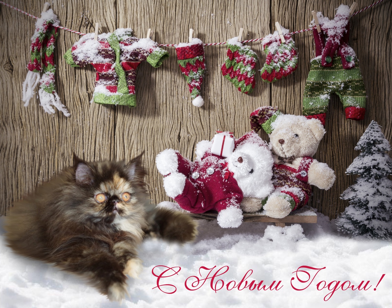 Кошки в нашей жизни. Кошки и все, что с ними связано.