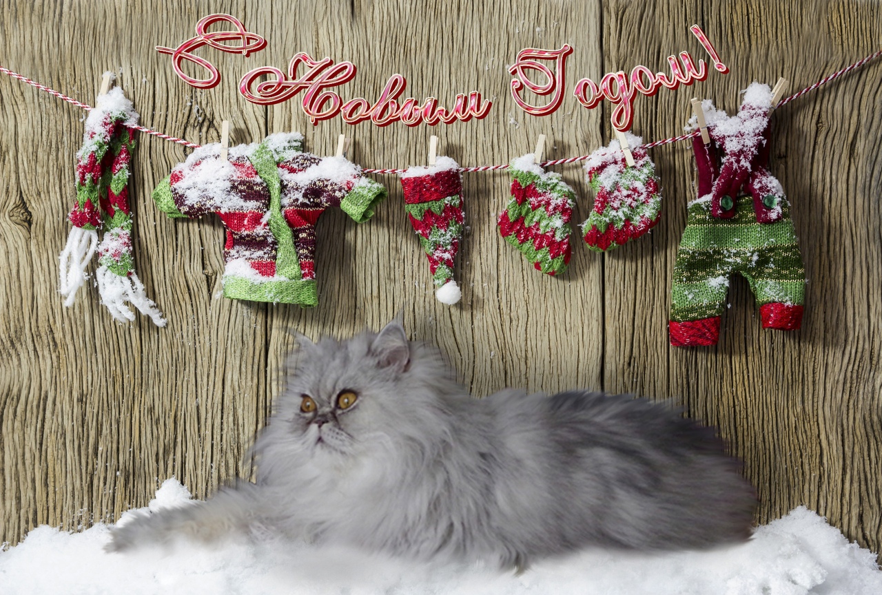 Кошки в нашей жизни. Кошки и все, что с ними связано.