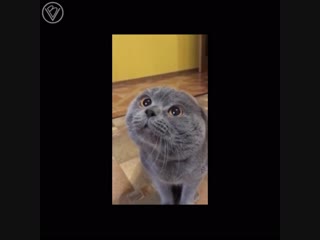 Кот говорит:
