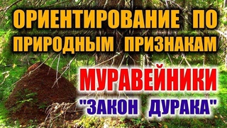ОРИЕНТИРОВАНИЕ В ЛЕСУ, ТАЙГЕ. Как найти север. Муравейники. Ориентирование на местности.