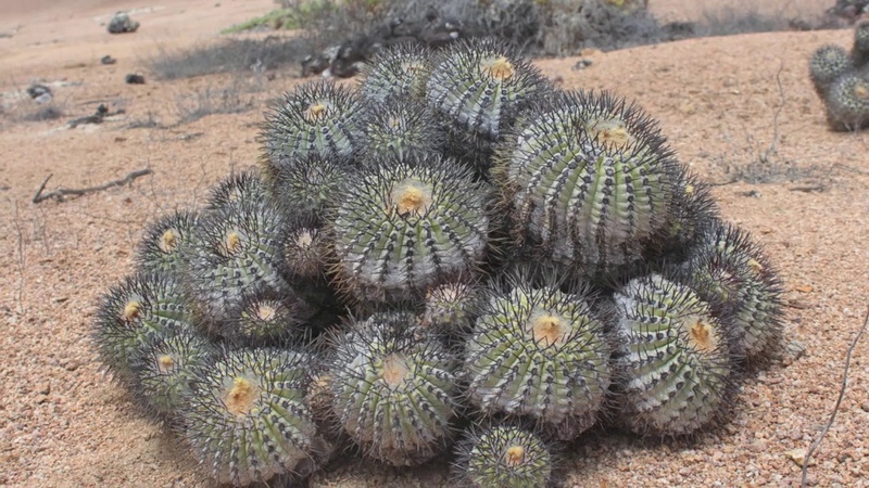 Cactus-Chile Кактусы в Чили