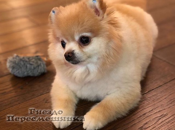 https://pp.userapi.com/c850032/v850032746/3f489/HPG78mEWTHE.jpg