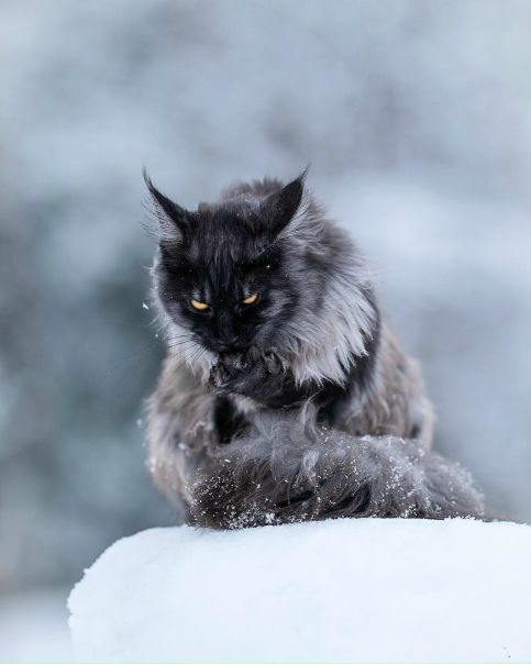 Норвежский житель 