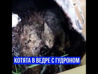 Котята в ведре с гудроном
