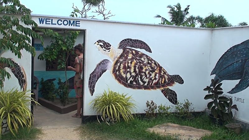 Turtle Farm Unawatuna