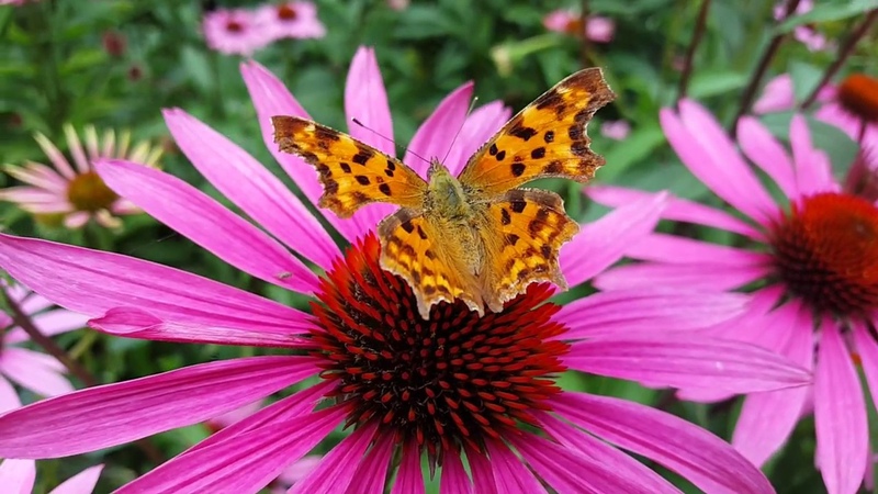 Бабочки Butterflies FullHD 60fps