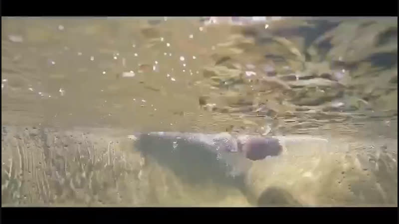 Машина AMPHIBIOUS