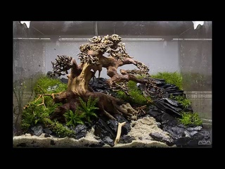 Aquarium moss tree - Bonsai driftwood - Easy aquascape