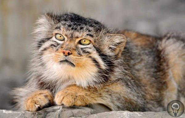 МАНУЛ САМАЯ ФОТОГЕНИЧНАЯ КОШКА В МИРЕ Манул, или палласов кот, небольшая дикая кошка, проживающая в Центральной и Средней Азии. Из-за ухудшения природных условий и охоты манулы близки к