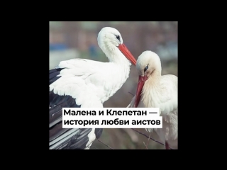 Малена и Клепетан — история любви аистов