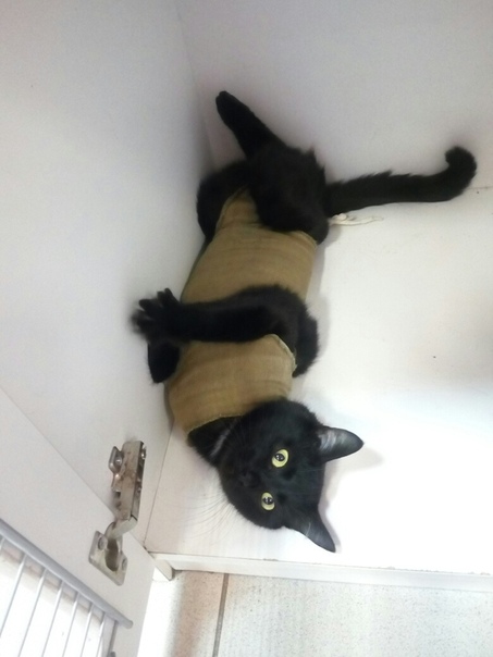 Друзья, есть вот такая кошенька. Была глубоко беременная, пр