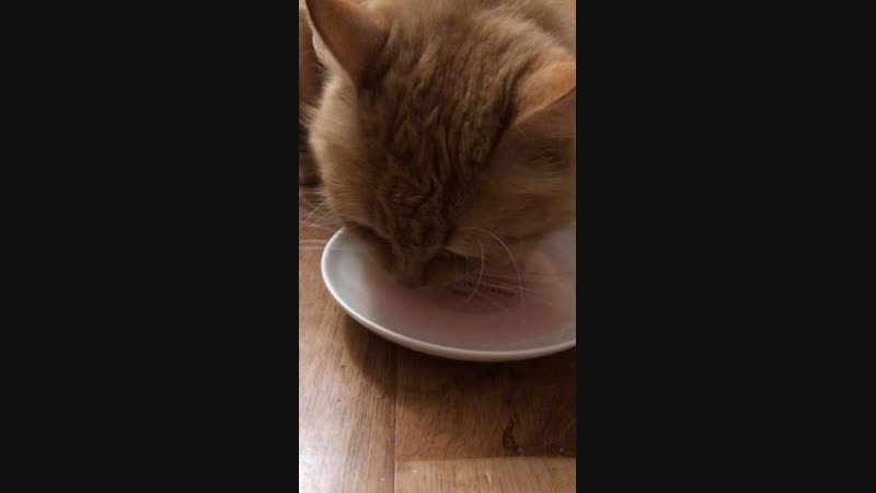 котэ и клюквенный кисель