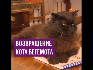 В Москве нашли пропавшего кота Бегемота из