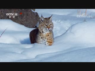 ПЛАНЕТА ЗЕМЛЯ ''ДиЦю МайДун''. Лучшие эпизоды из второго сезона на китайском языке, мандарин (часть 02).